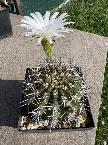 Acanthocalycium peitscherianum